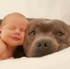 What's this pitbull trying to do? 😂 🤣 #pitbullmom #pitbull #dog  #doglovers #dogwalking