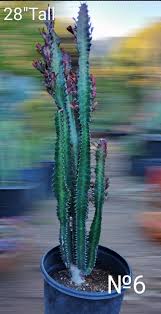 Image result for Euphorbia tholicola
