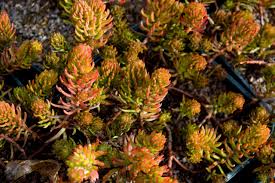 Image result for Sedum ruwenzoriense
