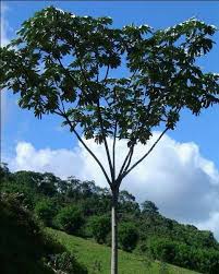 Image result for Cecropia pachystachya