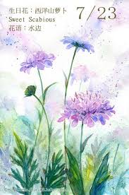 每日一花7 23 生日花 haru hello flower drawing flower painting watercolor flowers