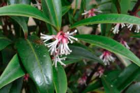 Image result for Buxaceae
