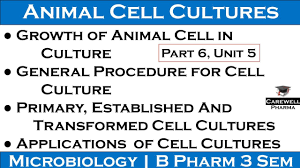 Mass culture of animal cell lines is fundamental to the manufacture of viral vaccines and other products of biotechnology. Growth Of Animal Cells In Culture Procedure Of Animal Cell Culture Applications Of Cell Culture Youtube