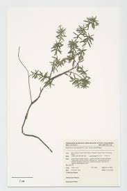 Pittosporum pimeleoides A.Cunn. subsp. pimeleoides