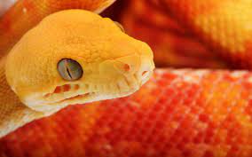 Serpiente Naranja Wallpaper Forwallpaper Es Forwallpaper Com Serpientes Animales Hd Anfibios