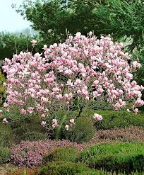 Magnolia Tree Trees And Shrubs Bakker Spalding Buskar Tradgard Buskar Perenner