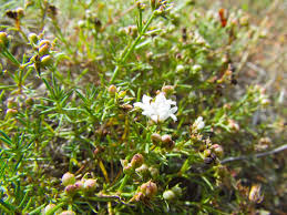 Image result for Kohautia cynanchica