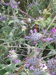 Image result for Clinopodium uhligii