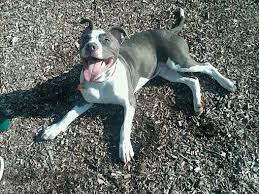 The little family was living. Ringwood Nj American Pit Bull Terrier Meet Gotti A Pet For Adoption