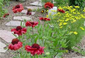 We did not find results for: Blanket Flower Gaillardia Burgundy Full Sun Drought Tolerant Mid Season Bloom For That Sunny Flowers Florida Native Plants Drought Tolerant Plants