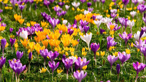 Cheerfully blooming winter violets or winter heather are. Diarmuid Gavin The Vibrant Crocus Bulbs Will Blow Away Any Winter Cobwebs Still Lurking Around Independent Ie