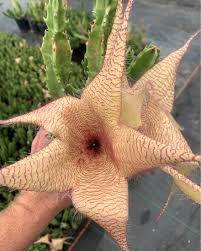 Image result for Stapelia gigantea