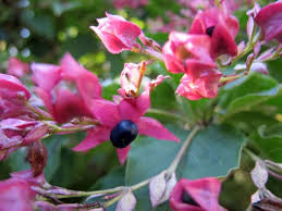Image result for Clerodendrum melanocrater
