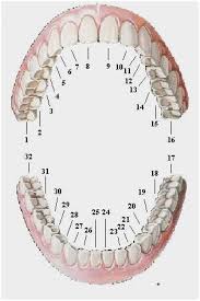 dental chart with teeth numbers tooth numbering diagram