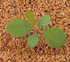 Image result for Phyllanthus tenuis