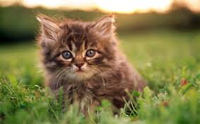 Big eyes, cute little noses, adorable whiskers… they're full of furry cuteness. Sweet Kitty Adorable Fluffy Baby Kittens Wallpapers Album List Page2 10wallpaper Com