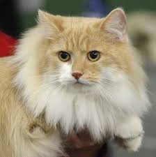 Cream And White Siberian Cat Siberian Cat Crazy Cats Siberian Forest Cat