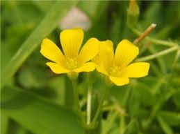 カタバミの葉の色や大きさなど特徴を大公開 植物navi