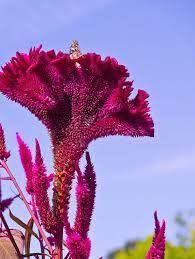 Pin On Flowers