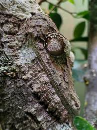 Image result for Urochloa platynota