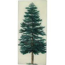 Evergreen trees , when chopped down, give normal logs. Evergreen Tree John Derian Company Inc