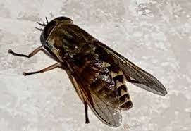 Maybe you would like to learn more about one of these? Dark Giant Horse Fly From The Uk What S That Bug