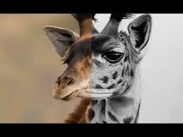 How To Draw A Giraffe Step By Step Tutorial Youtube