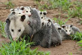 The diet of opossum will vary depending on the season and the environment they inhabit. Do Possums Eat Chickens 3 Tips To Keep Your Chicken Safe