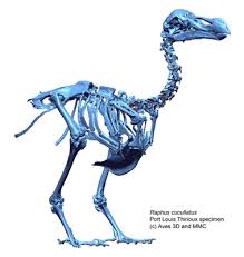 3d Scan Dodo Bird 3 Feet Tall 40 Lbs Foot Tall Feet Tall