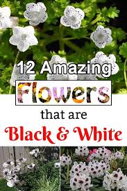 12 Amazing Flowers That Are Black And White Amazing Flowers Black And White Flowers Flowers