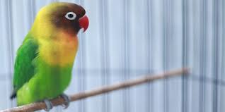 Check spelling or type a new query. Pakan Dan Jamu Agar Lovebird Gacor Dan Ngekek Panjang Portal Jember