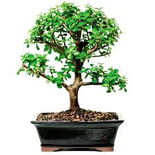 Elephant bushes are common landscaping plants in warmer climates because of their low maintenance and striking appearance. Buy Jade Plant Bonsai 4 Years Old Tree Online At Plantsguru Com