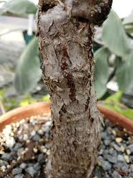 Image result for Cyphostemma lanigerum