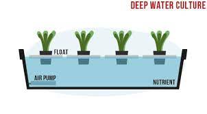 Water Culture Sistem Hidroponik Kultur Air Hidroponikyuk Hydroponics Hydroponics System Culture