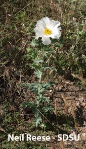 Image result for Papaveraceae