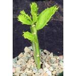 Image result for Monadenium laeve