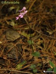 Image result for Disperis kilimanjarica