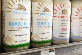 camel milk benefits are exaggerated
