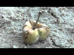 Image result for Spirostachys africana