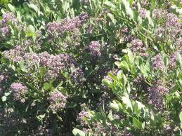 Image result for Philenoptera