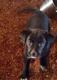 Maybe you would like to learn more about one of these? 4 Black Lab Mix Puppies With Florida Pointer Rescue For Adoption Lab Mix Puppies Mix Puppies Black Lab Mix