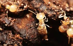 Safari termite & pest control are jacksonville exterminators for all florida pests including termites, fire ants, wasps, spiders and rodents. Why Termites Are A Year Round Problem In Jacksonville Homes