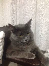 Nebelung Cat Love Nebelung Cat Cat Care