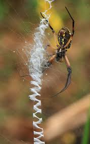 Spp., and widow spiders, latrodectus. When Spiders Write Lagniappe