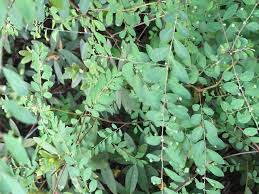 Image result for Phyllanthus mendesii