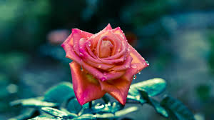 Select your favorite images and download them for use as wallpaper for your desktop or phone. Flowers For Wallpapers Free Download Group 81