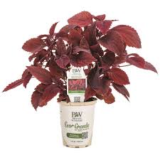 Image result for Coleus goetzenii