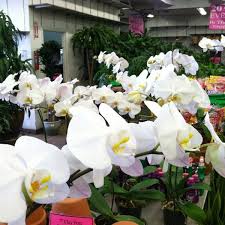 Buy flower bulk on ebay. Photos At Metropolitan Wholesale Cityside Flowers Flower Shop In Saddle Brook