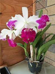 Orchids Asda Orchids Orchid Flower Arrangements Beautiful Orchids Orchid Flower