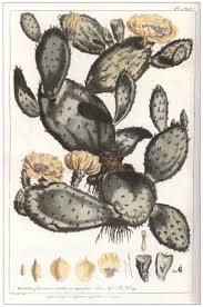 Prickly pear cactus, also called nopal, is promoted for treating diabetes, high cholesterol, obesity and hangovers. Opuntia Index Part 2 Nomenclatural Note And C E